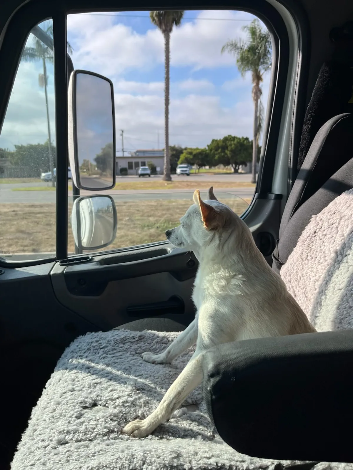 Bushnell Moving’s dog sitting inside the company moving truck